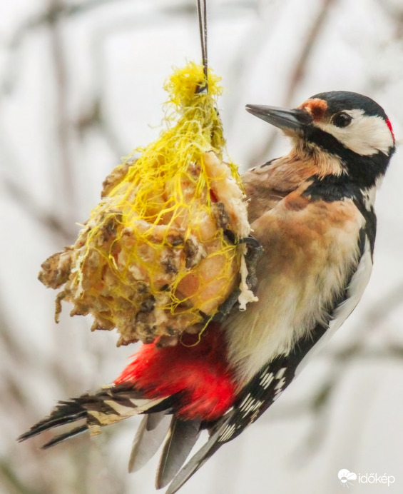 Nagy fakopáncs reggelizik  