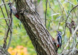 Nagyvizit reggel.  Nagy fakopáncsok. 
