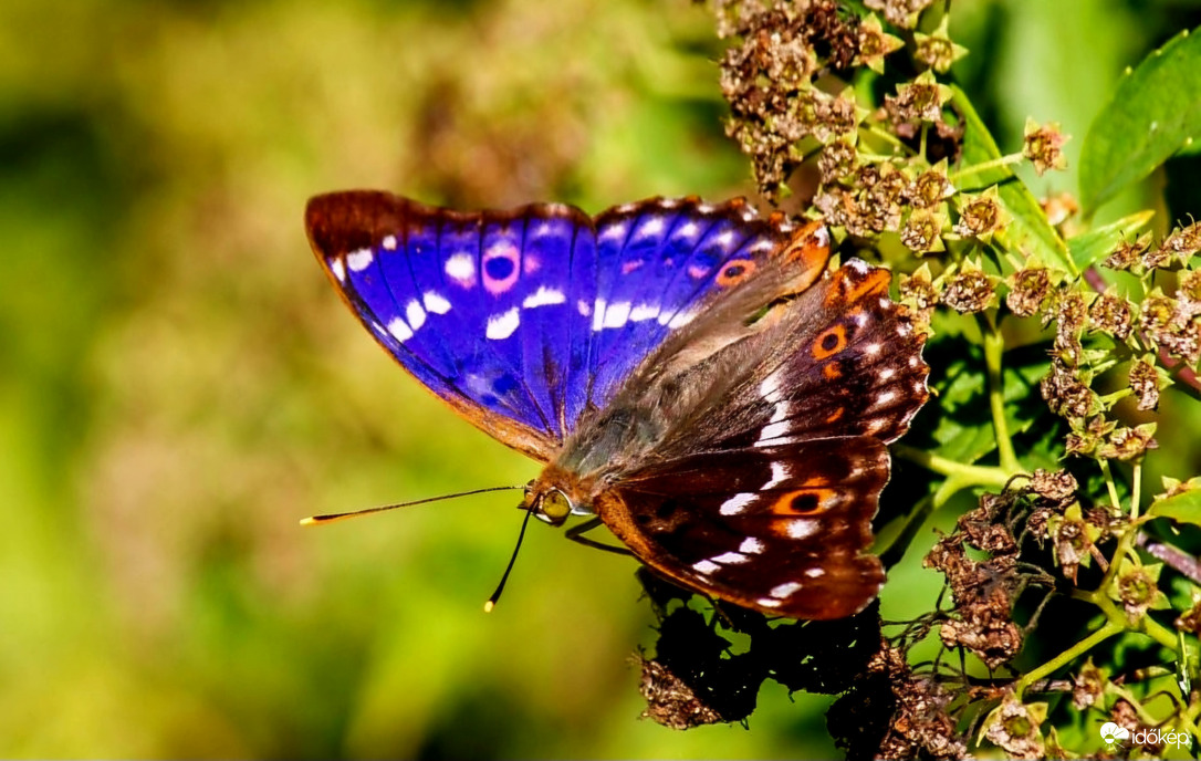 Nagy színjátszó lepke. 