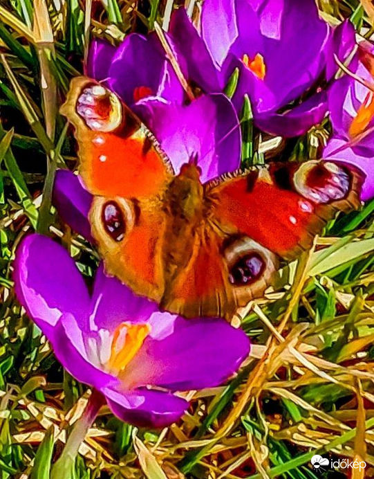 Nappali pávaszem. Ma délután készült fotó. 