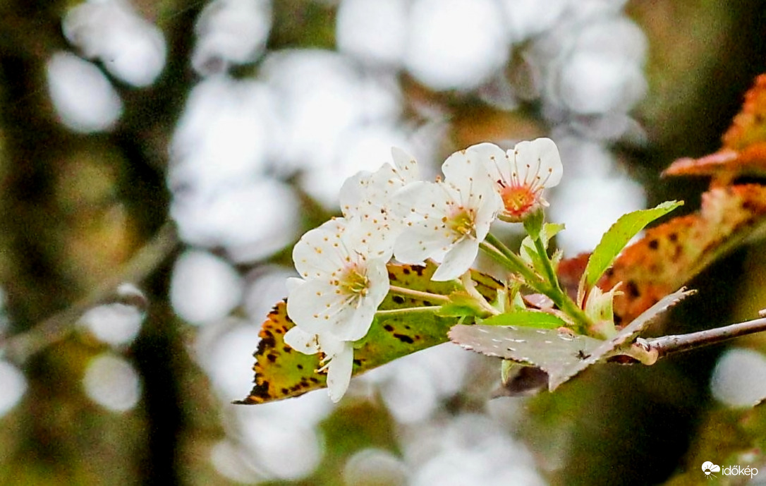 Virágzik a meggyfa októberben. 