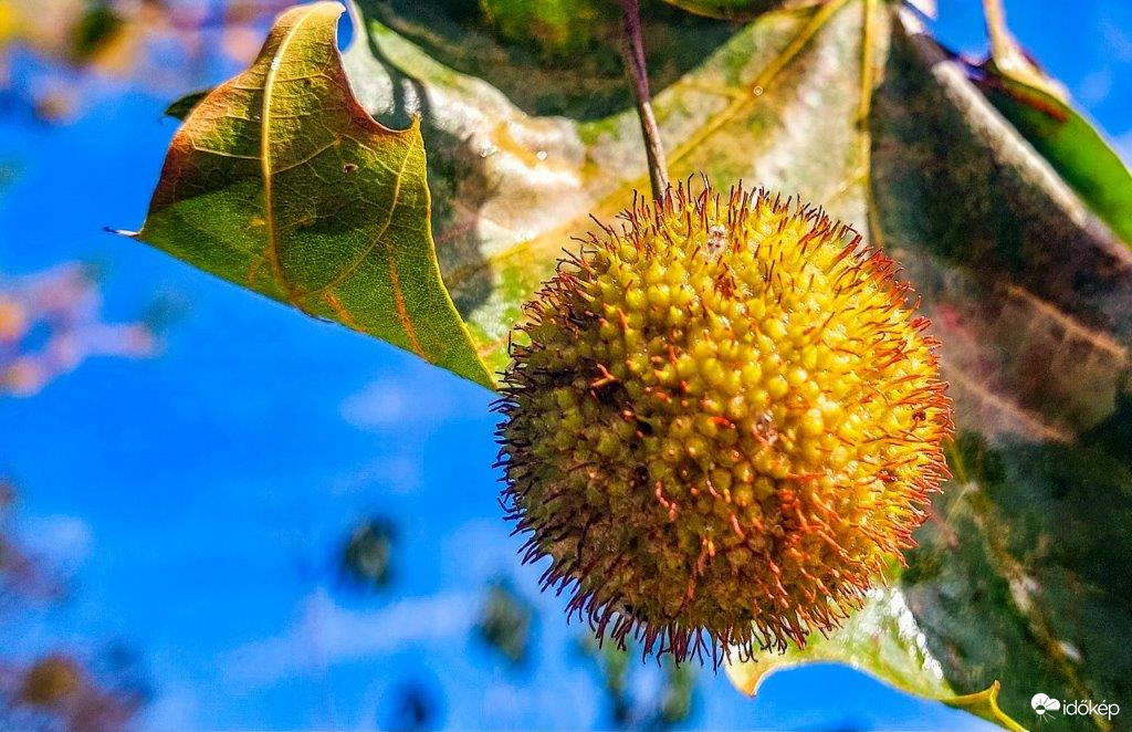 Platán termése 