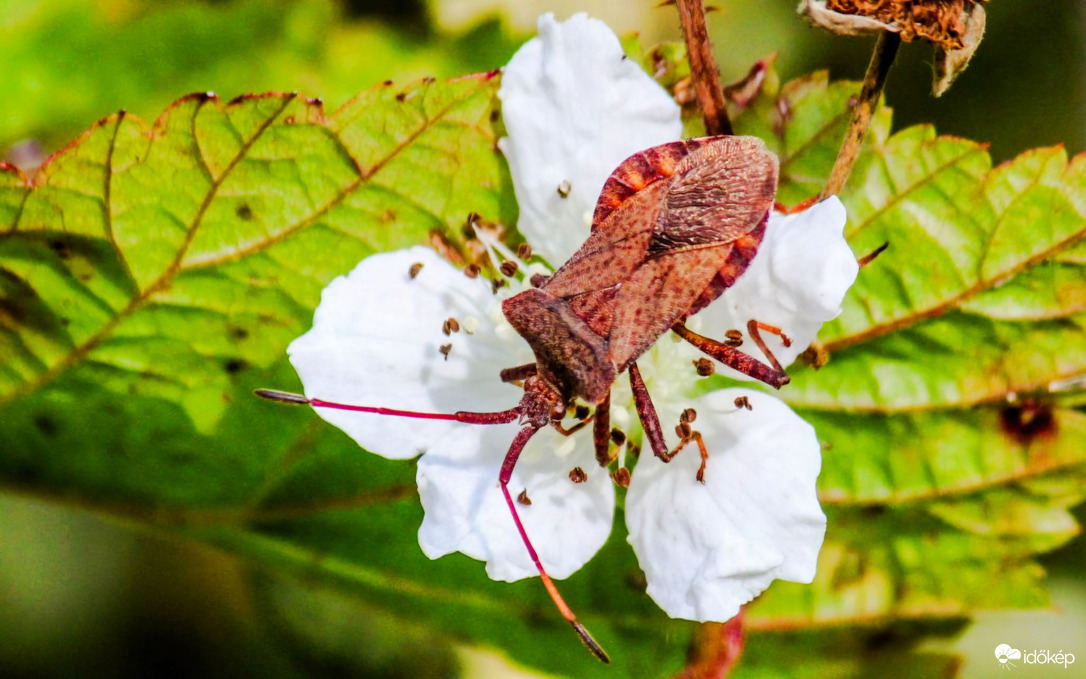 Találd ki, hogy ki vagyok!
