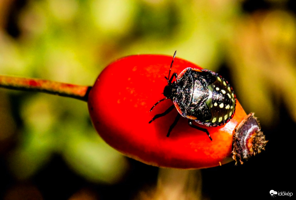 A Poloska is szereti a C vitamint. 