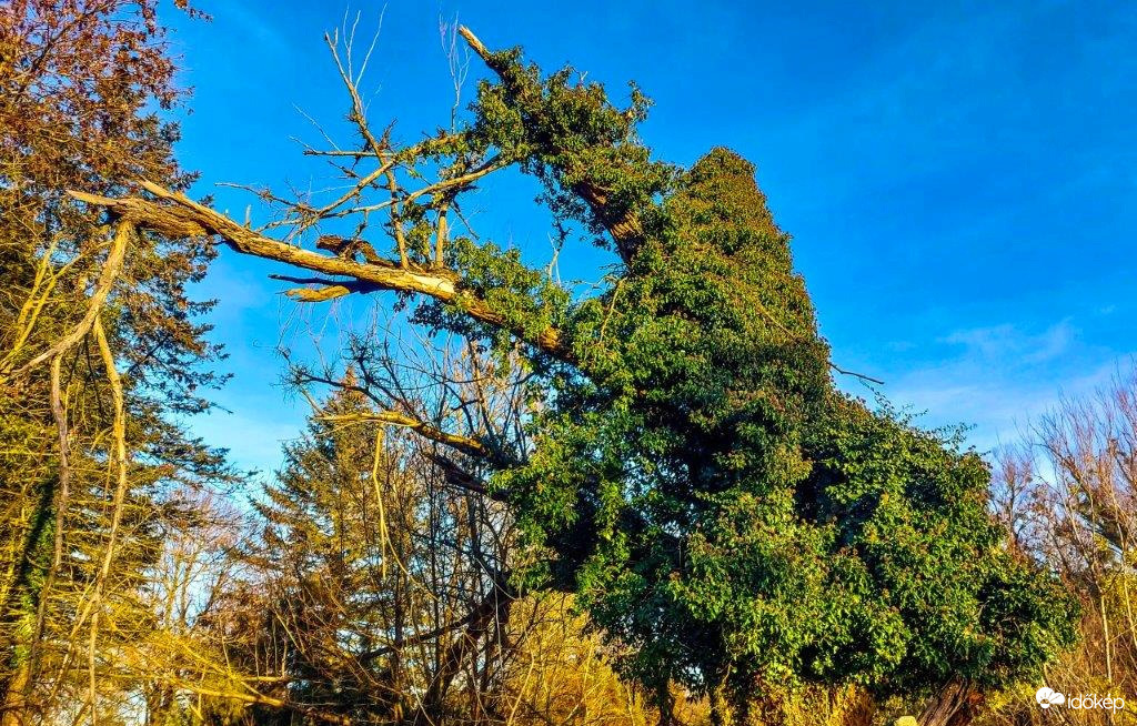 Az öreg fa alatt nem jó mindig megpihenni. Veszélyes!