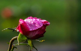 Könnyező rózsa 