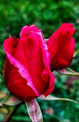 Erzsébet rózsái 