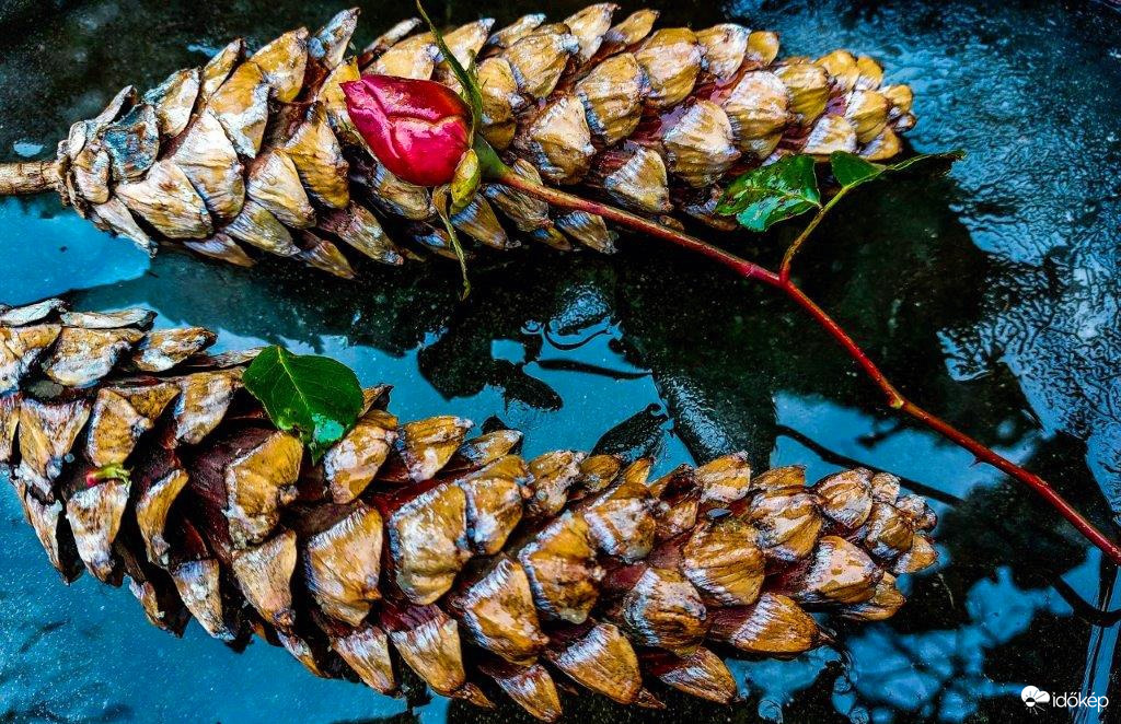 Toboz és rózsa a jégen a