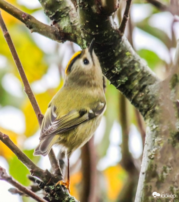 Sárgafejű királyka 