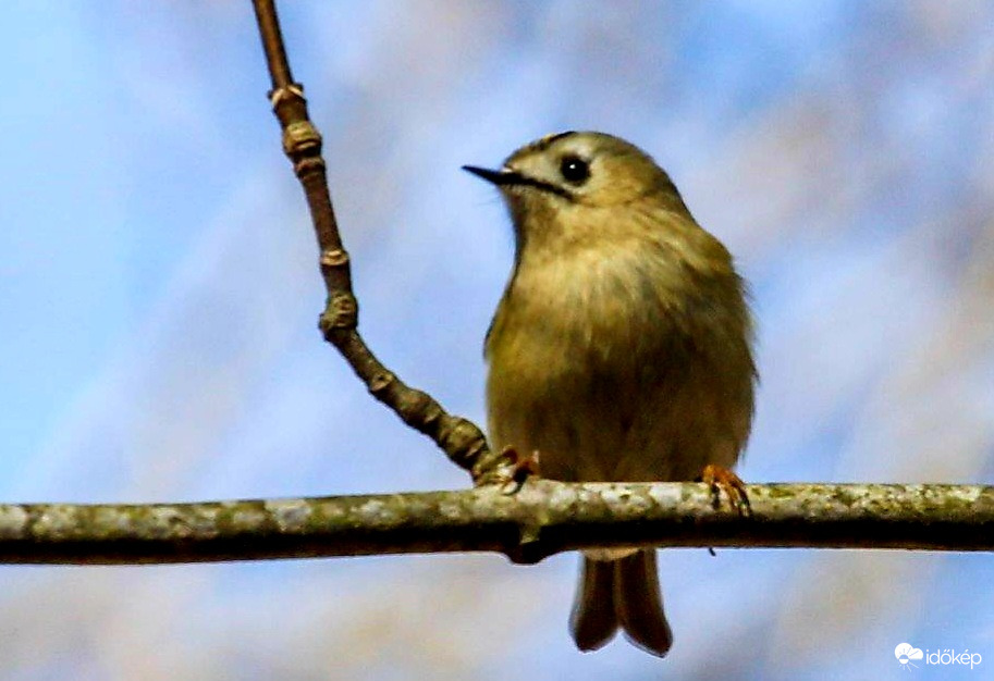 Sárgafejű királyka 