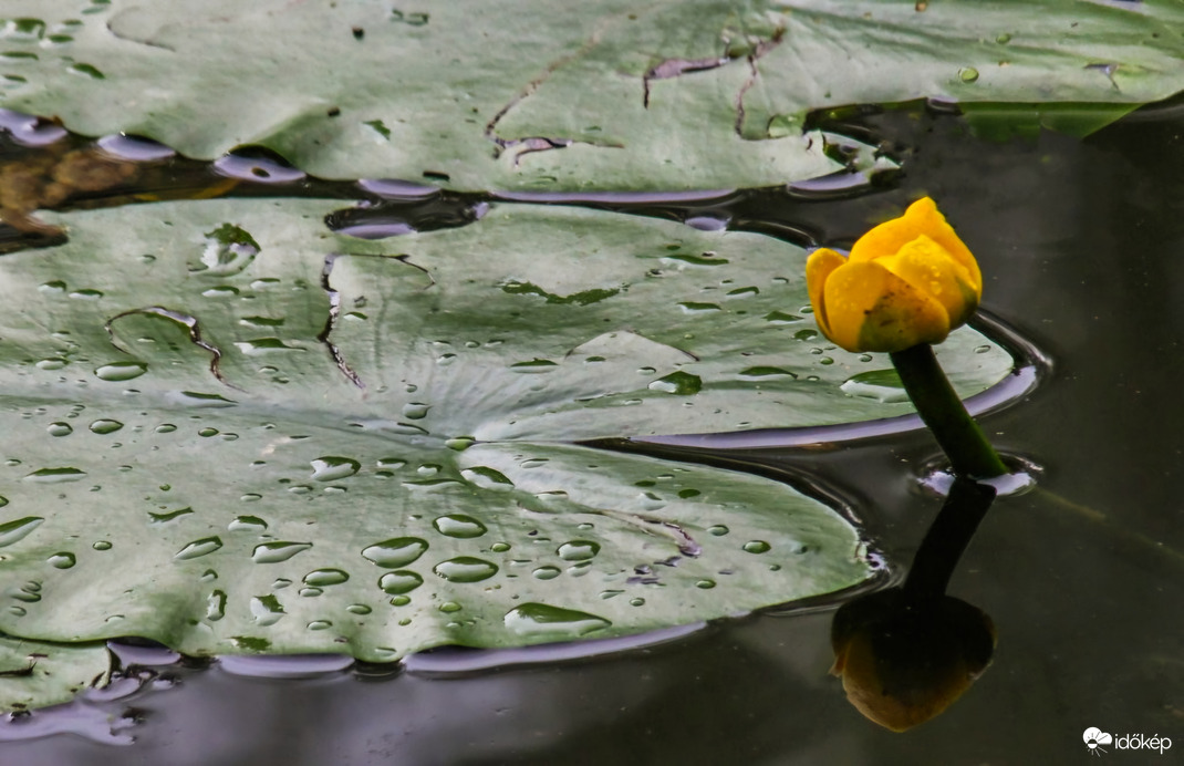 Elázott a vízitök is 