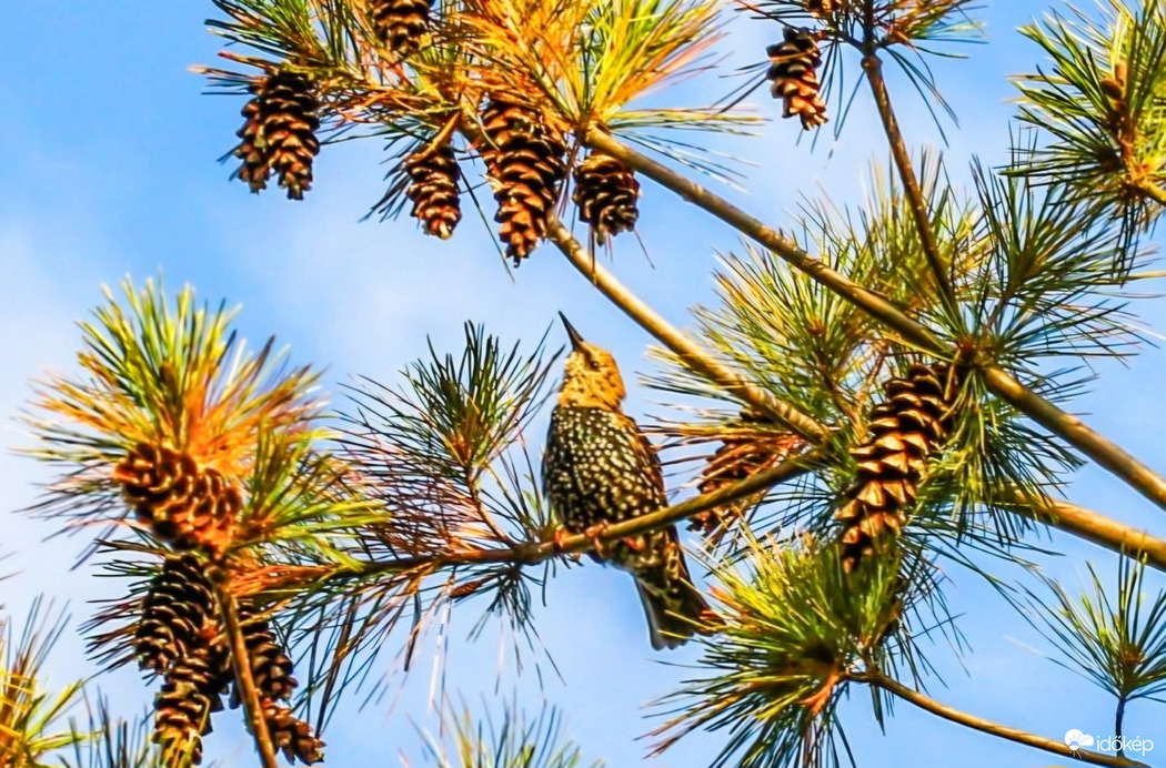 Még itt van a Seregély is. 