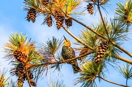 Még itt van a Seregély is. 