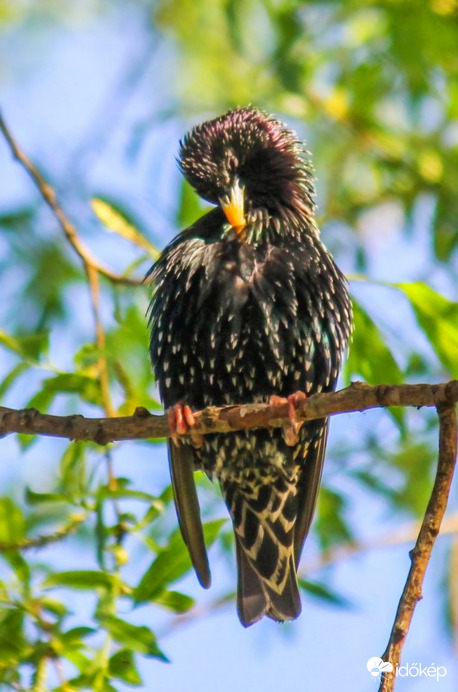 Seregély  Reggeli tollászkodás. 