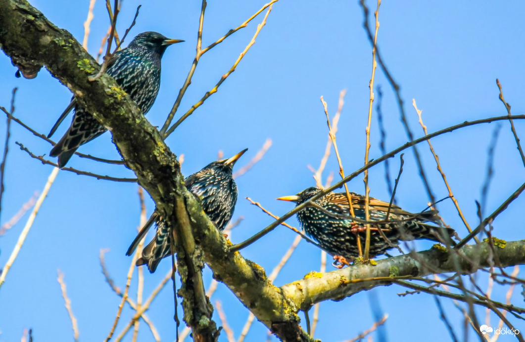Seregélyek. Eligazítás. 