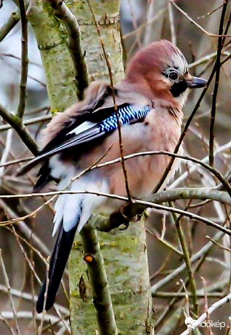 Ma van Mátyás napja. Matyi madár a kedvencem. 