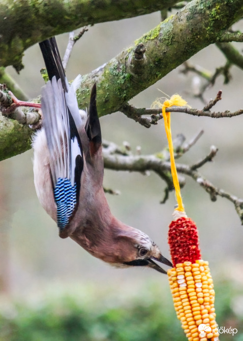 Szajkó.Rossz helyen van a kukorica!