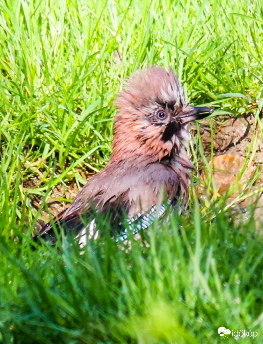 A Szajkó fejmosást kapott. 