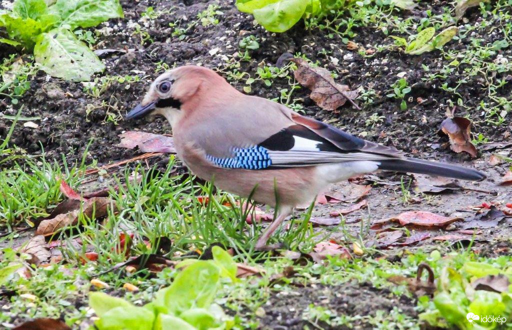 Matyi madár keresgél 