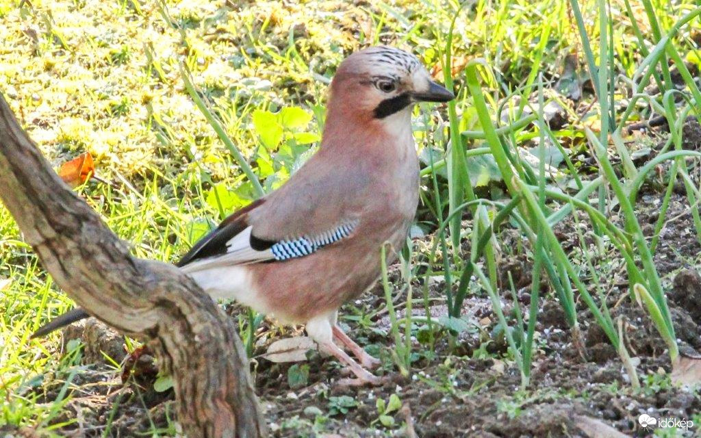 Meg kéne gyomlálni a hagymát-mondja a Szajkó. 
