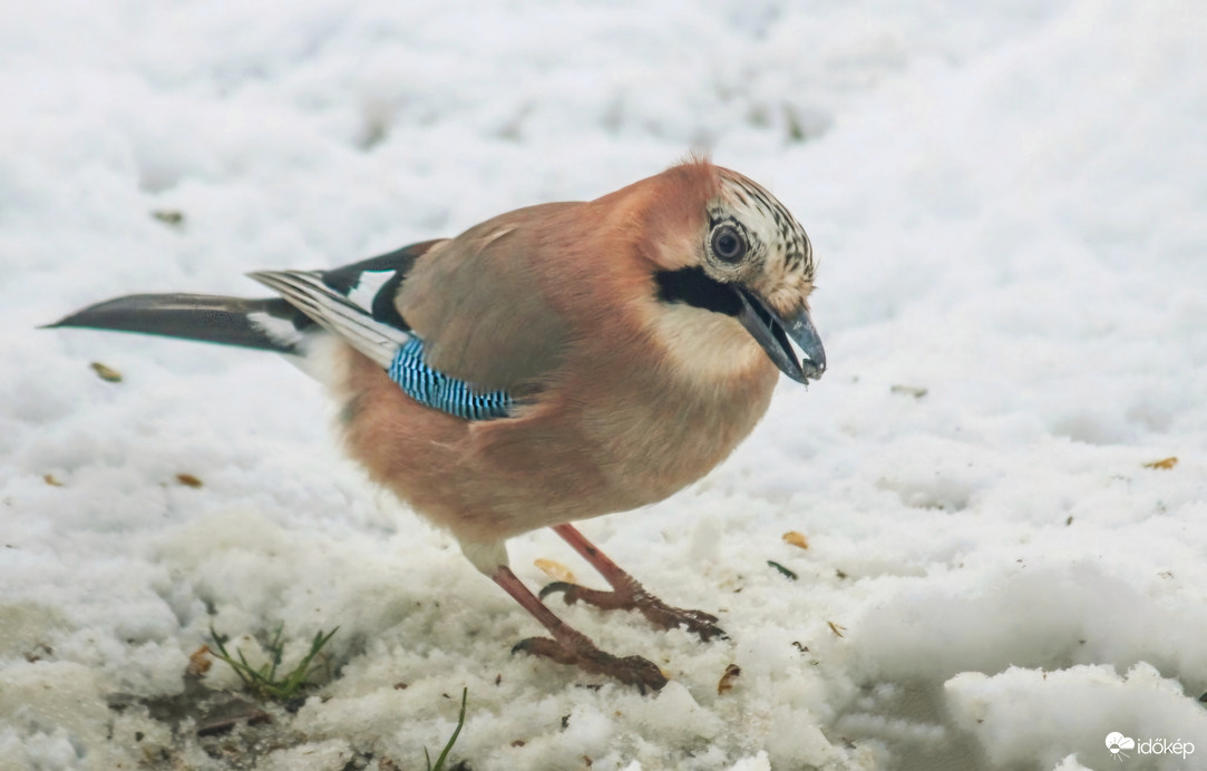 Tudod? Ma van Mátyás napja. Engem Mátyás madárnak hívnak.