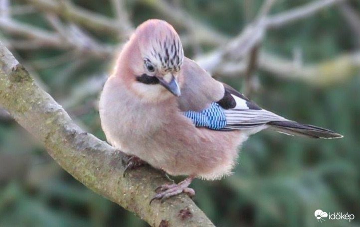 Matyi madár szomorú 