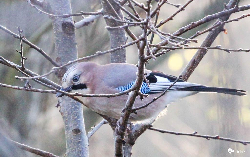 Szajkó Csak nézünk egymásra 