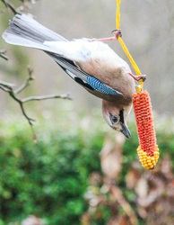 Szajkó a "kötéltáncos "