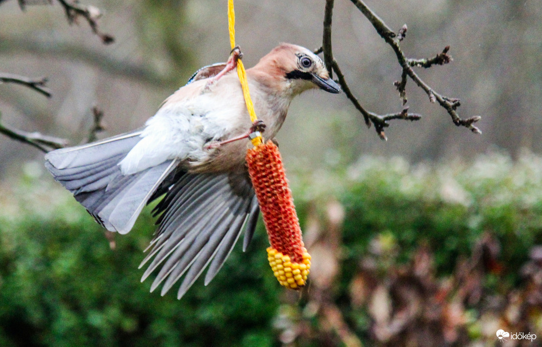 Hinta-palinta, hintázik a Szajkócska .