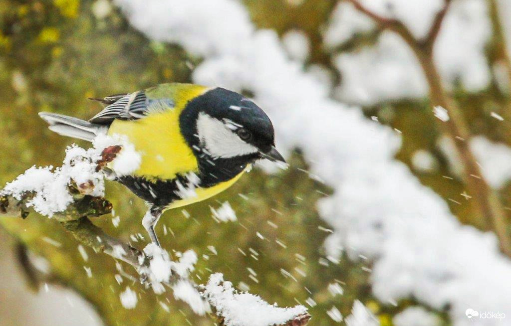 Hordja a szél a havat 