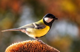 Ez már az Indián nyár!