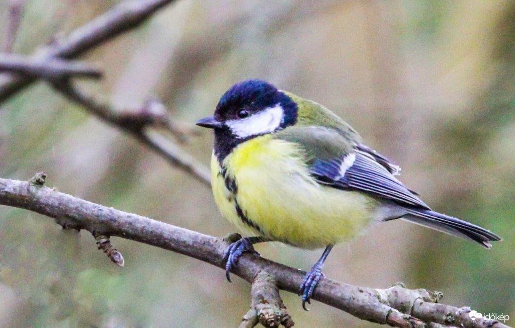 Széncinege  Én már reggeliztem!