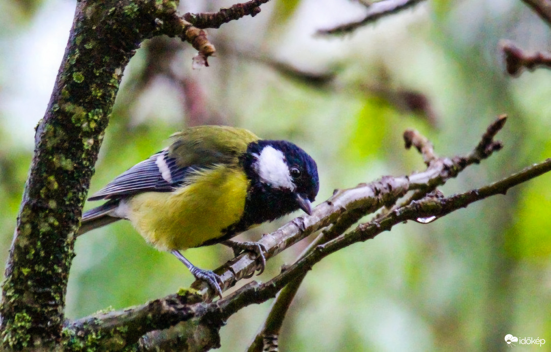 Van nálad esernyő?