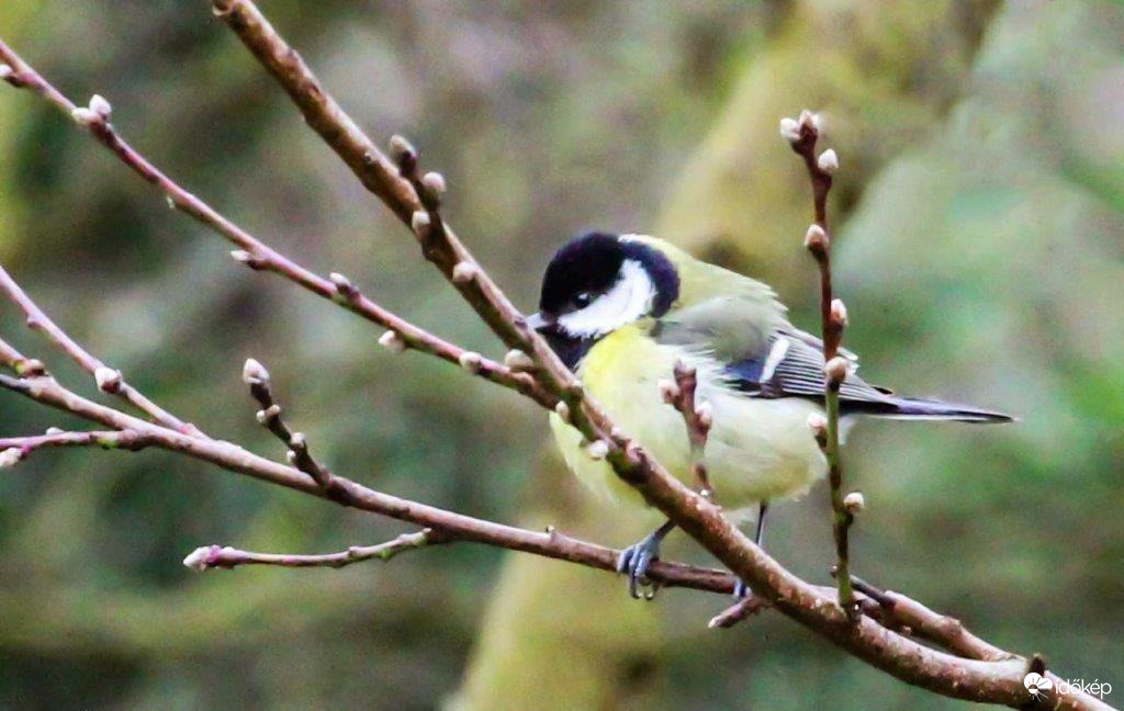Majd Tavasszal lefogyok, rám se ismertek.
