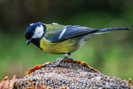 Szerintem fehér lesz a Karácsony  