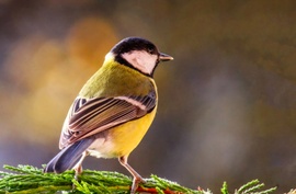 Reggeli napfürdőzés 