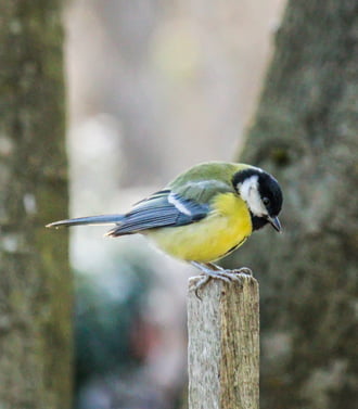 Láttál már karón Cinkét?