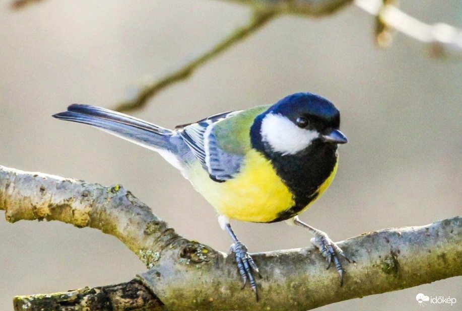 Várom már a Tavaszt 