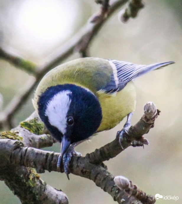 Széncinege  Ébresztő!