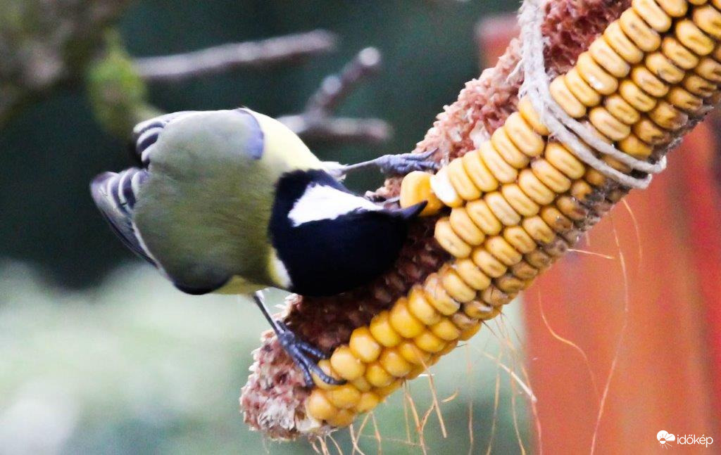 Ezt a szemet kihúzom, ha csőröm is kibírja 
