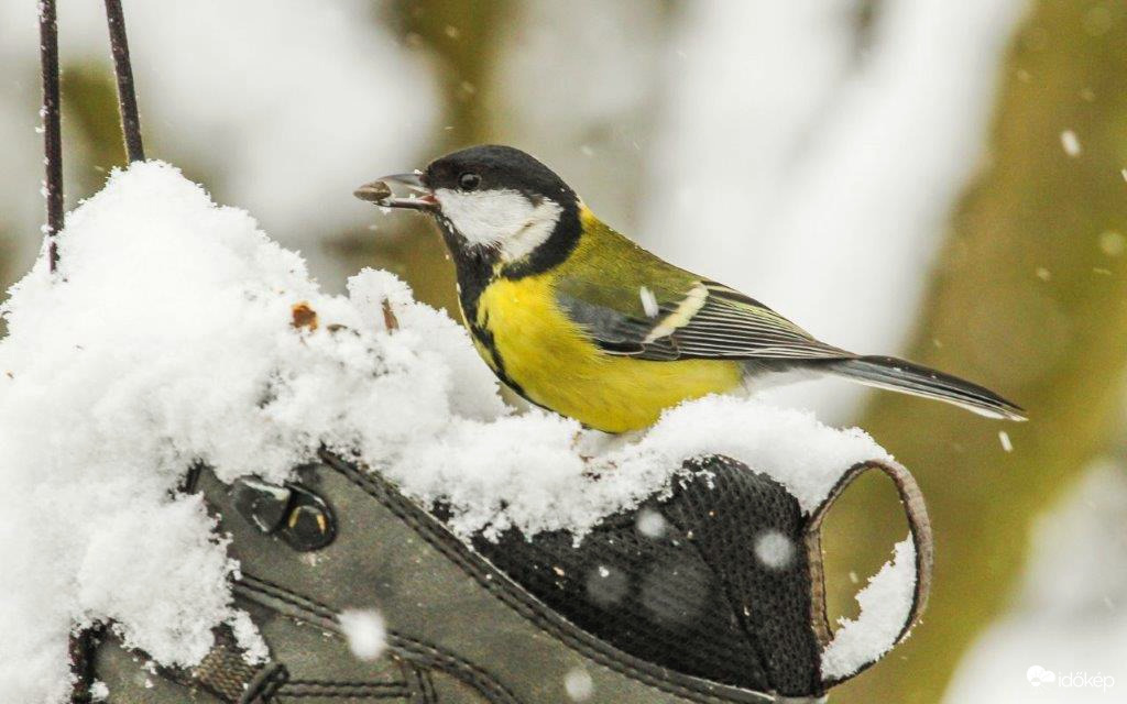 Tele van a hócipőm 