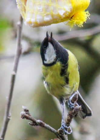 Nyujtózkodom. Széncinege. 