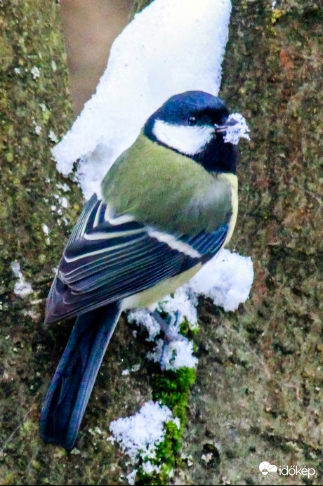 Víz nincs, azért havat iszom. Széncinege 