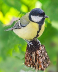 A kúpvirágon kuporgok. Széncinege. 