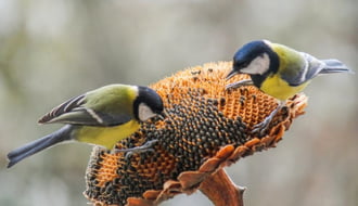 Jó itt lenni, itt mindig van mit enni!