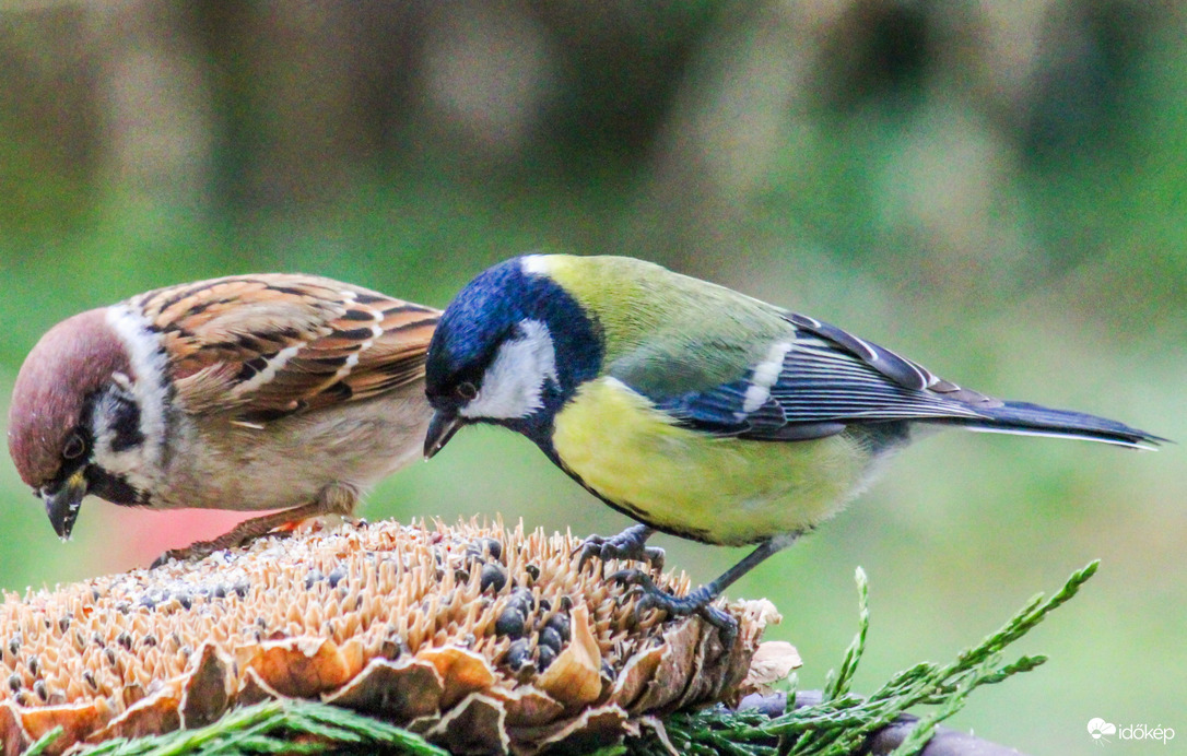 Egy tányérból esznek, össze mégse vesznek. 