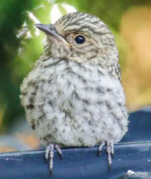 Köszike, jól vagyok. Szürke légykapó fióka 