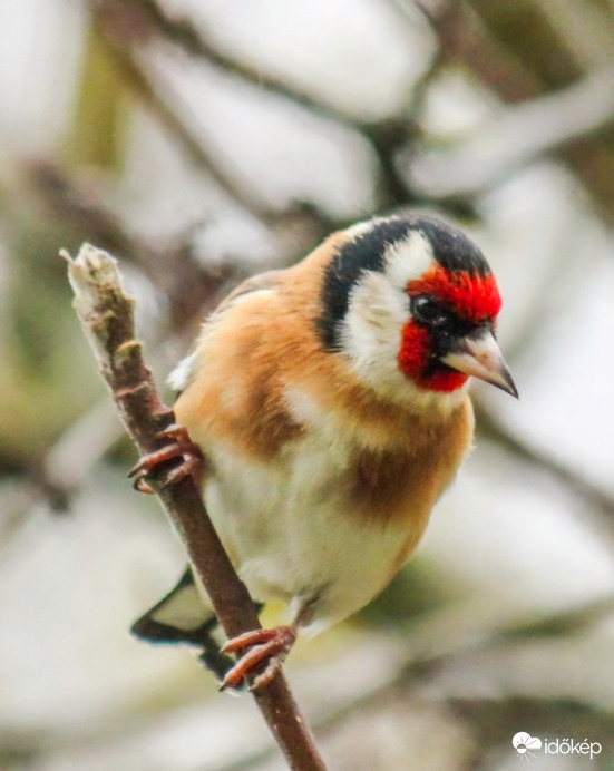 Én nem várom a havat! Tengelic. 