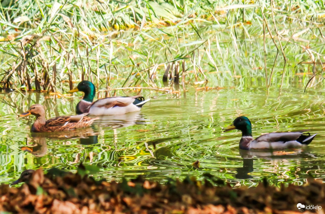 Kacsa fiúk kisérik a kacsa lányt. 