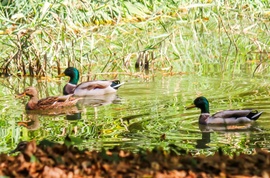 Kacsa fiúk kisérik a kacsa lányt. 